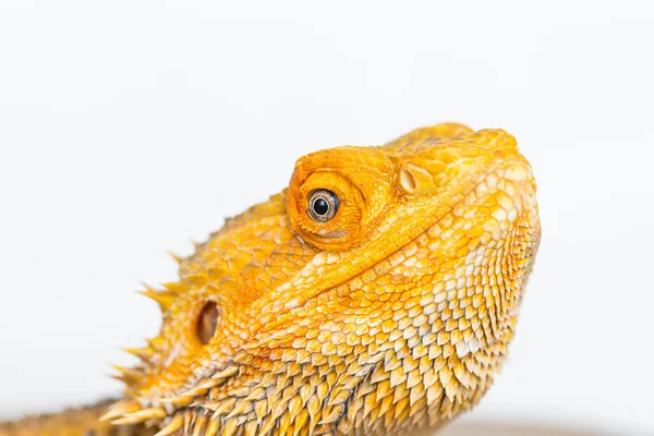 Närbild Skäggiga Drake Huvud Isolerad Vit Bakgrund Pogona Vitticeps Reptil — Stockfoto
