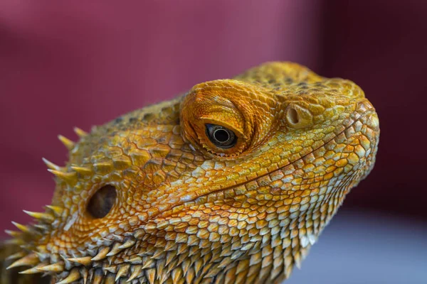Tête Dragon Barbu Sur Fond Flou Pogona Vitticeps Fond Reptile — Photo