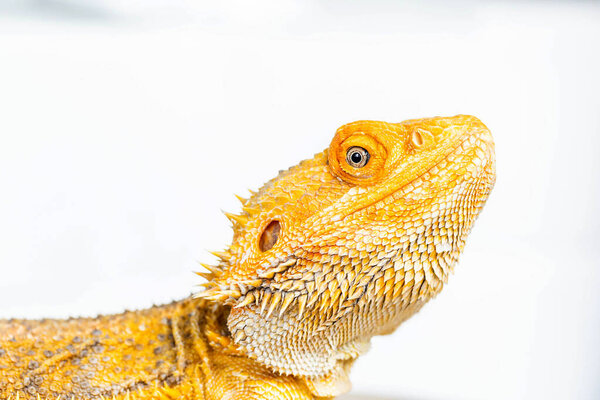 Bearded dragon head isolated on white background. Pogona vitticeps. Reptile background, wallpaper, poster. Close up