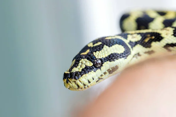 Serpent Regardant Caméra Sur Fond Flou Noir Jaune Macro Gros — Photo