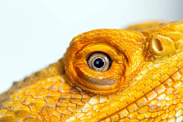 Macro Van Bebaarde Draak Oog Witte Achtergrond Pogona Vitticeps Reptiel — Stockfoto