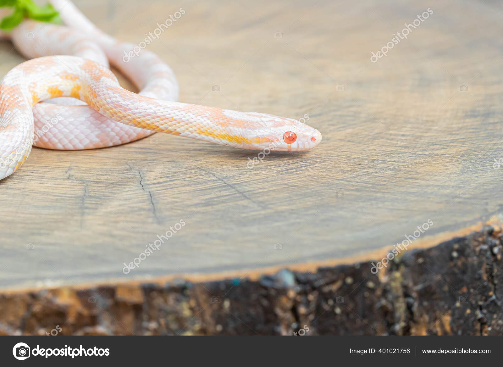 Corn Snake Care Sheet - CB Reptile | Geckos for sale | Chameleons for Sale  | Ball Pythons | Tegus | Skinks, image size:1600x1167