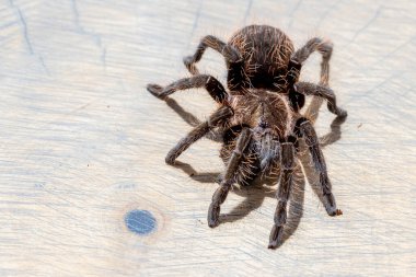 Kahverengi odun diliminin arka planında brachypelma albopilosum örümceği. Evcil hayvan, arkaplan, kapat