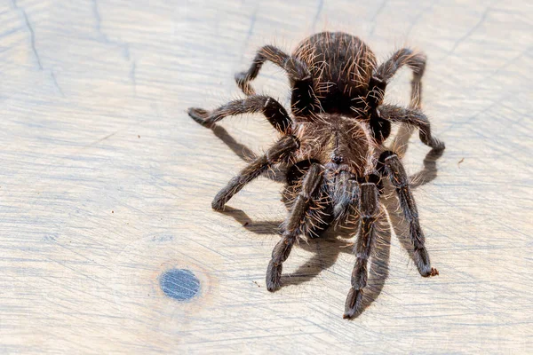 Brachypelma Albopilosum Spider Sobre Fondo Rodaja Madera Marrón Mascotas Fondo —  Fotos de Stock