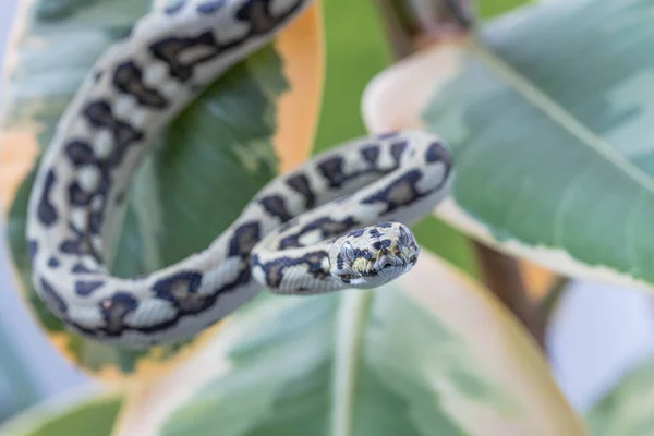 Morelia Spilota Macro Serpent Accroché Sur Des Feuilles Figue Caoutchouc — Photo