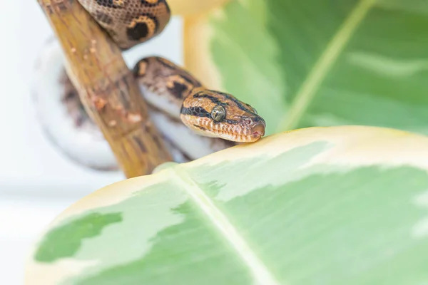 Epicrates Cenchria Recroquevillé Sur Figue Caoutchouc Regardant Caméra Serpent Animal — Photo