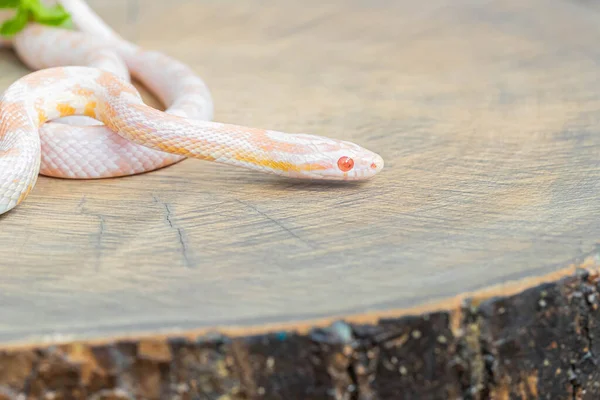 FOTOS: Corn snake, espécie de serpente exótica dos EUA, é