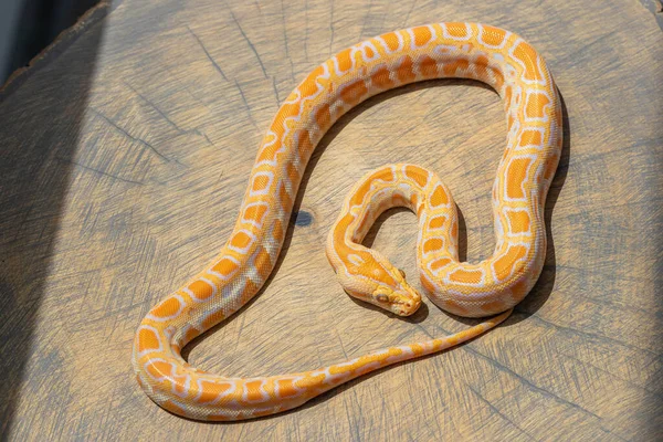 Python Molurus Enrolados Fatia Madeira Animal Estimação Exótico Papel Parede Imagem De Stock