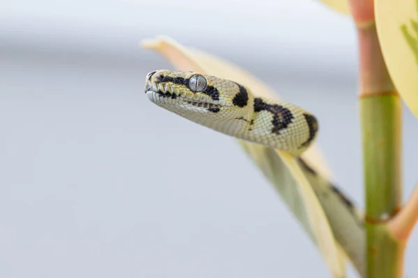 Macro Morelia Spilota Head Showing Leaves Rubber Fig Looking Away Stock Photo