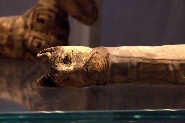 Leiden, Hollanda - 01 / 26 / 2019: Antik Mısırlı bir kedinin mumyası, ölümden sonraki hayata hazır..