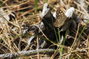 Ormanda çam kozalağında kelebek.
