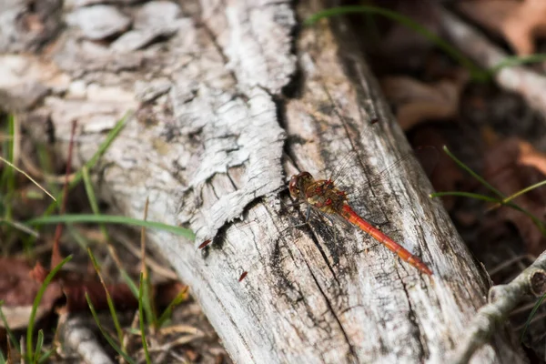 Dragonfly Forest Sitting Piece Wood — Stock Photo, Image