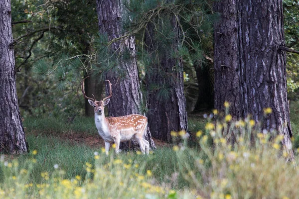 Ormandaki kameraya dikkatlice bakan bir erkek geyik..