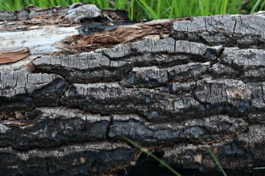 Vahşi ormandaki ağaç kabuğu dokusu, devrilmiş ağaç.