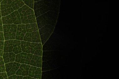 Kırmızı yaprak dokusu, aşırı yakın çekim, düz malzeme, kuru yaprak, kanlı sonbahar, karanlık kopya alanı