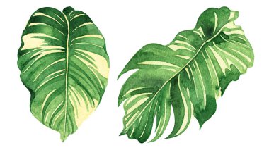 Suluboya, beyaz arka planda iki yeşil izin ayarladı. Duvarkağıdı, desen detayı ya da yakın çekim fırça dokusu için suluboya el resmi yeşili yaprak. kırpma yolu ile