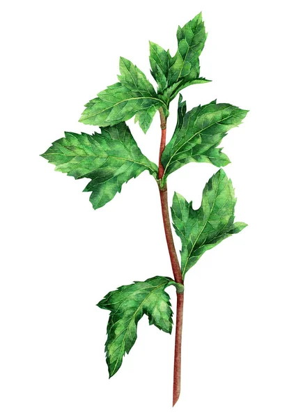 Beyaz Arkaplanda Izole Edilmiş Suluboya Yeşil Yapraklar Suluboya Boyası Çizimi — Stok fotoğraf