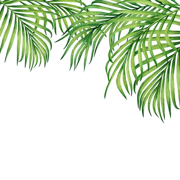 Akvarel Malba Rám Tropické Listy Kokos Palma Zelený List Bílém — Stock fotografie