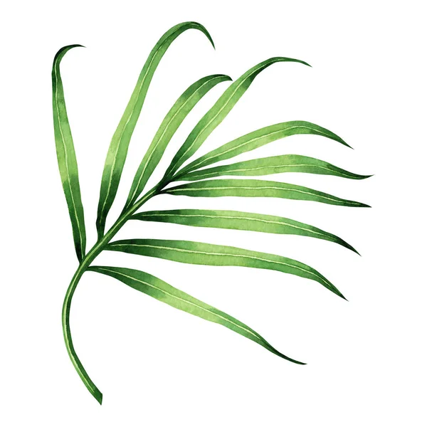 Akvarel Malba Kokos Palmový List Zelené Listy Izolované Bílém Pozadí — Stock fotografie
