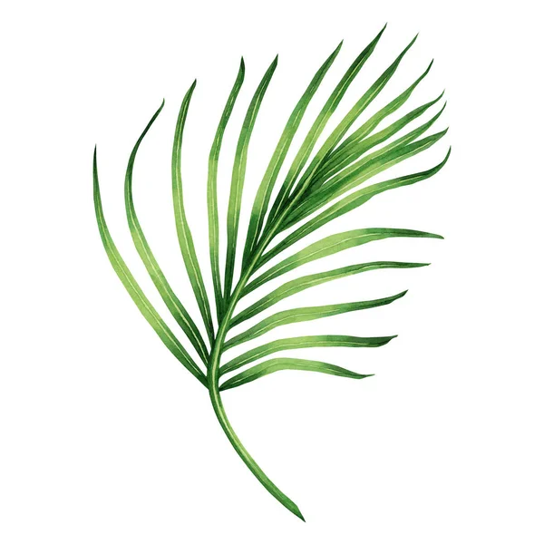 Watercolor Painting Coconut Palm Leaf Green Leave Isolated White Background — стокове фото