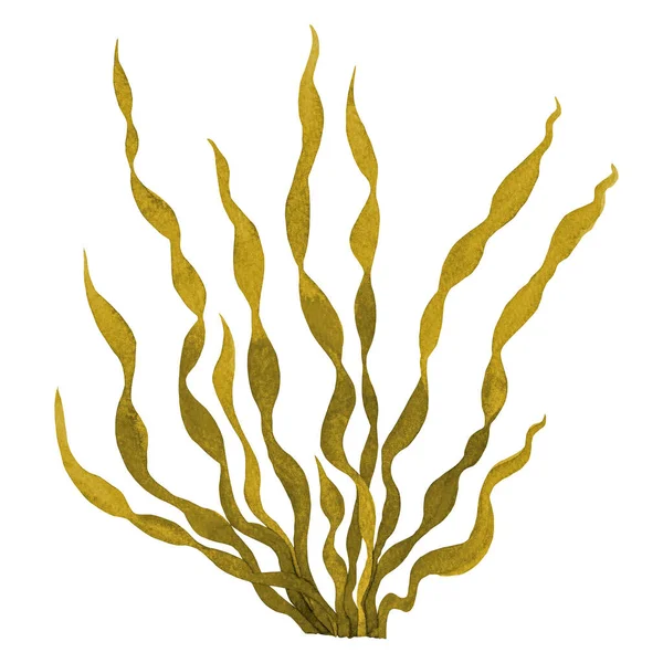 Brown Seaweed Kelp Ocean Watercolor Hand Painted Element Isolated White — Stock Photo, Image