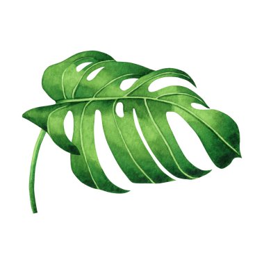 Suluboya, tropikal yeşil yapraklar, beyaz arka planda izole edilmiş palmiye yaprağı. Suluboya el boyası, Hawaii tarzı eski duvar kağıtları için tropikal egzotik yaprak. Kesme yolu ile.