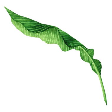 Beyaz arka planda izole edilmiş suluboya yeşil yapraklar. Suluboya el boyası çizimi palmiye, muz izli tropikal yaprak duvar kâğıdı klasik Hawaii tarzı desen. Kesme yolu ile.