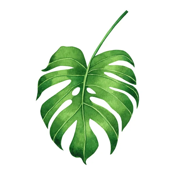 Akvarell Festés Trópusi Zöld Levelek Pálmalevél Elszigetelt Fehér Hátteren Akvarell — Stock Fotó