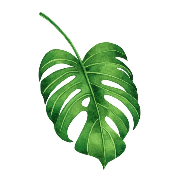Akvarell Målning Tropiska Gröna Blad Palmblad Isolerad Vit Bakgrund Akvarell — Stockfoto