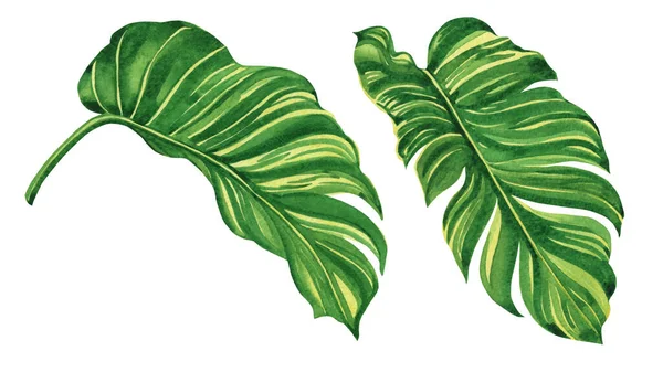 水彩画セット熱帯 緑の葉は白い背景に隔離されます 水彩手描きイラスト — ストック写真