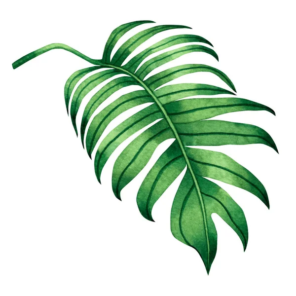 Watercolor Painting Fern Green Leaf Palm Leaf Isolated White Background — стокове фото