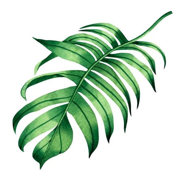 Watercolor Painting Fern Green Leaf Palm Leaf Isolated White Background — стокове фото