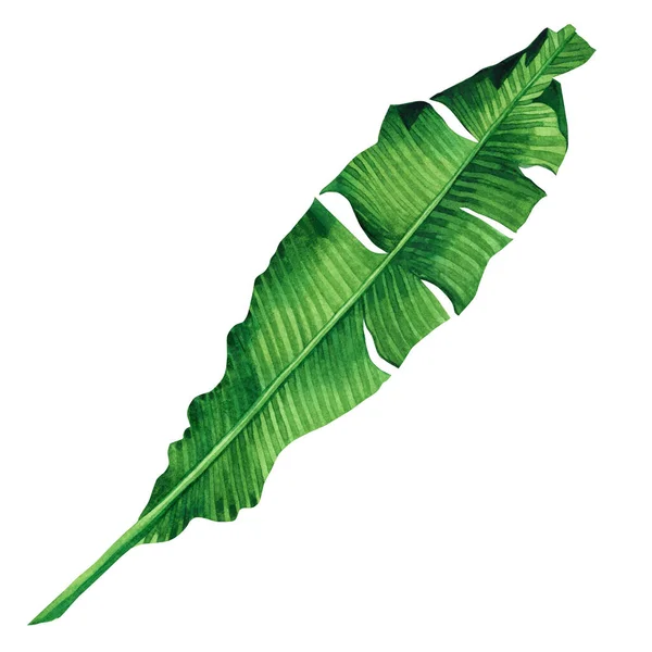 水彩画緑の葉は白い背景に隔離されています 水彩画手描きイラストパーム バナナは壁紙ヴィンテージハワイスタイルのパターンのためにエキゾチックな葉を残します — ストック写真