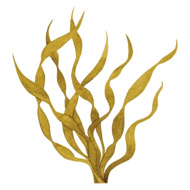Kahverengi Seaweed suluboya el boyası, beyaz arka planda izole edilmiş. Suluboya çizimi tasarımı.