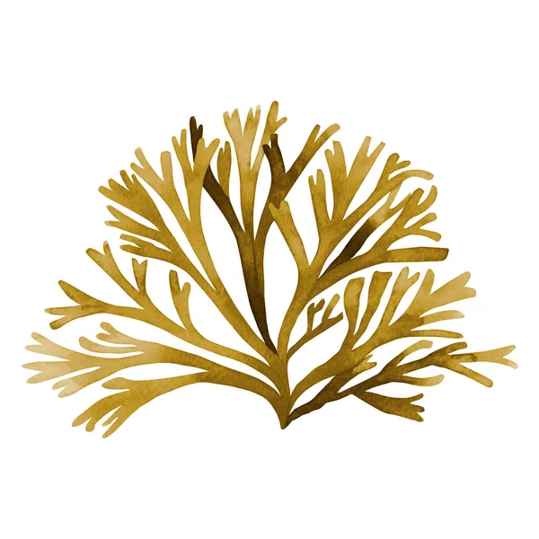 Brown Seaweed ,Kelp, Algae in the ocean watercolor hand painted element isolated on white background. Watercolor brown seaweed illustration design. With clipping path.