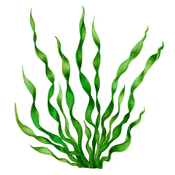 Folha Verde Green Seaweed Algas Algas Oceano Aquarela Pintado Mão — Fotografia de Stock