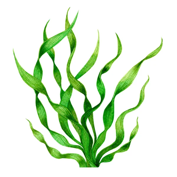 Grønn Tare Tare Havet Håndmalte Akvareller Isolert Hvit Bakgrunn – stockfoto