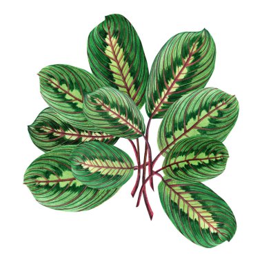 Suluboya yeşil yapraklar, beyaz arka planda izole edilmiş palmiye yaprağı. Suluboya el resmi tropikal, aloha egzotik duvar kâğıdı Hawaii tarzı desen. Kesme yolu ile.