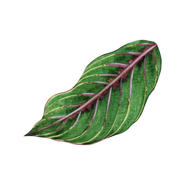Watercolor Painting Fern Green Leaf Palm Leaf Isolated White Background — стокове фото