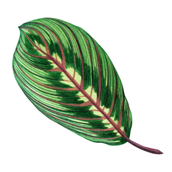 Watercolor Painting Tropical Green Leaf Palm Leaf Isolated White Background — стокове фото