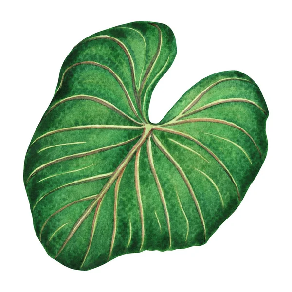 Akvarellmålning Stora Gröna Blad Palmblad Isolerad Vit Bakgrund Akvarell Elefant — Stockfoto