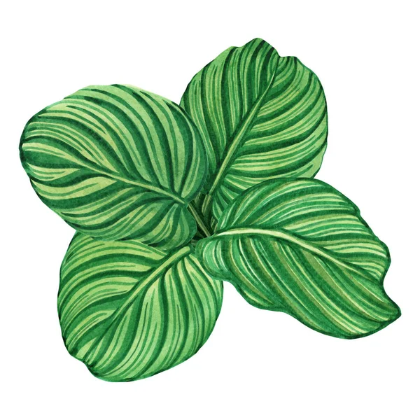 Aquarel Schilderen Tropische Groene Bladeren Palmblad Geïsoleerd Witte Achtergrond Aquarel — Stockfoto