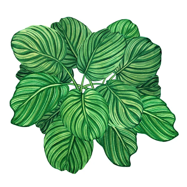 Akvarell Festészet Trópusi Zöld Levelek Pálmalevél Elszigetelt Fehér Hátteren Akvarell — Stock Fotó
