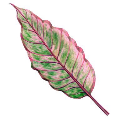 Suluboya boya pembe, yeşil yapraklar, beyaz arka planda izole edilmiş palmiye yaprağı. Suluboya el resmi tropikal, aloha egzotik yaprak duvar kâğıdı tarzı Hawaii tarzı desen. Kırpma yolu.
