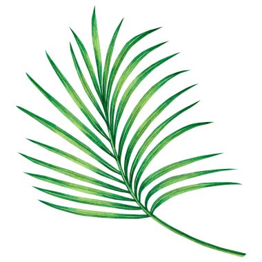 Suluboya boya Hindistan cevizi, palmiye yaprağı, beyaz arka planda izole edilmiş yeşil yapraklar. Suluboya el boyası, eski Hawaii tarzı duvar kâğıdı için tropikal egzotik yaprak çizimi. Kesme yolu ile..