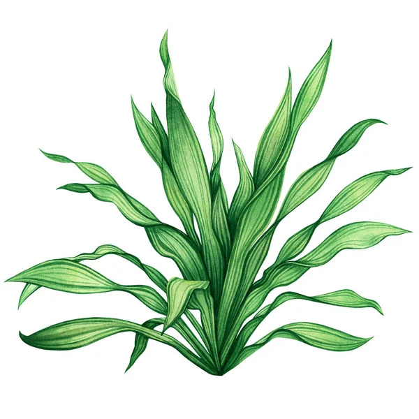 Watercolor Painting Green Leaves Palm Leaf Isolated White Background Watercolor — Stock Photo, Image