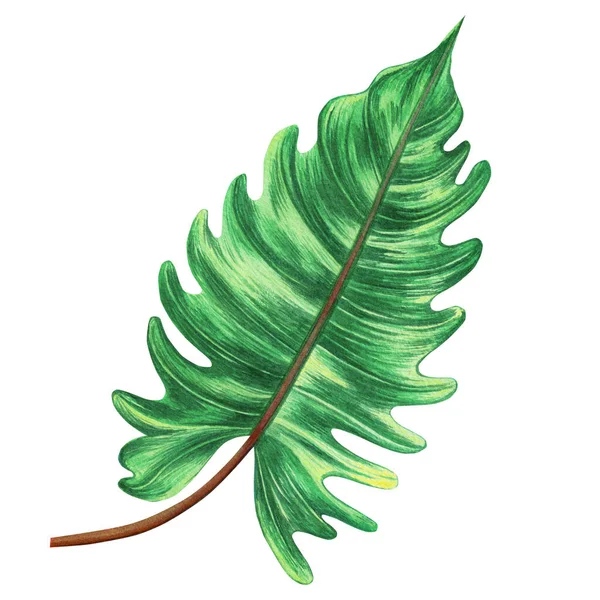 Aquarell Malerei Große Grüne Blätter Palmblatt Isoliert Auf Weißem Hintergrund — Stockfoto