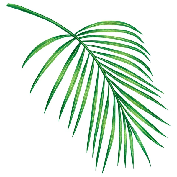 水彩画椰子 棕榈叶 绿色叶子隔离在白色的背景上 水彩画手绘热带异国情调的叶子 用于壁纸复古夏威夷风格的图案 — 图库照片
