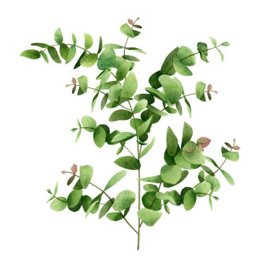 Suluboya ağaç yaprağı yeşili, okaliptüs dalları beyaz arka planda izole edilmiş yapraklar. Tropikal suluboya illüstrasyon, aloha, Hawaii tarzı duvar kağıtları için egzotik yaprak aroması..