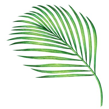 Suluboya boya Hindistan cevizi, palmiye yaprağı, beyaz arka planda izole edilmiş yeşil yapraklar. Suluboya el boyası, eski Hawaii tarzı duvar kâğıdı için tropikal egzotik yaprak çizimi. Kesme yolu ile..